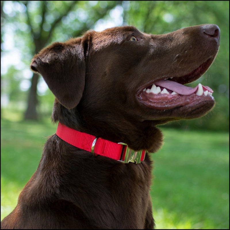 Country Brook Design Country Brook Petz - Premium Nylon Dog Collar with Metal Buckle for Small Medium Large Breeds - 10+ Warm Colors (Small, 3/4 Inch, Bright Red) - Image 2